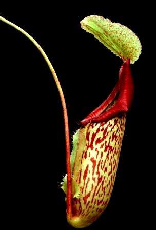 10 Nepenthes Hybrid Seeds ~ Monkey Cups or Tropical Pitcher Plants - Carnivorous