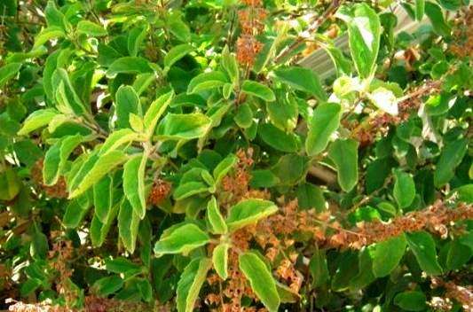 Sacred Basil / Holy Basil Seeds ~ Ocimum basilicum Tulsi Seeds ~ Herbs