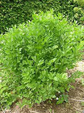 Lovage Seeds ~ Levisticum officinale Seeds ~ Maggi Herbs