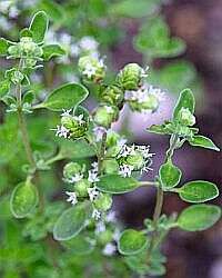 40 Marjoram Seeds - Origanum majorana Seeds - Culinary Herbs - Flat Ship Rate + Many FREE GIFTS