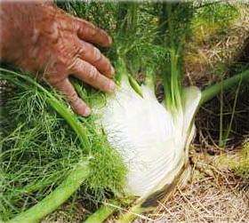 Florence Fennel Seeds ~ Foeniculum vulgare dulce Seeds - Herbs