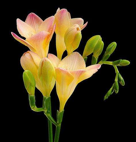 10 Freesia corymbosa Seeds - Indigenous Bulbs Seeds
