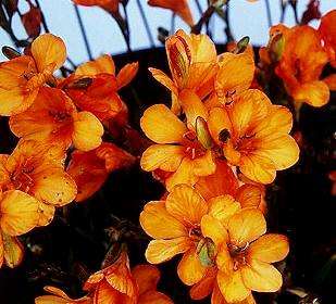 Tritonia securigera Seeds - Sow Autumn - Indigenous Bulbs Seeds