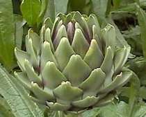 10 Artichoke Vegetable Seeds ~ Cynara scolymus Seeds
