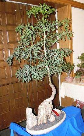Cussonia transvaalensis Bonsai Seeds ~ Grey Cabbage Tree Seeds