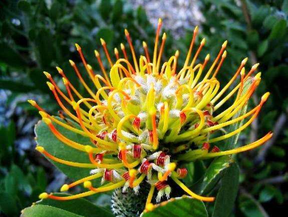 Leucospermum praecox Seeds ~ Mossel Bay Pincushion - Protea Family - Indigenous
