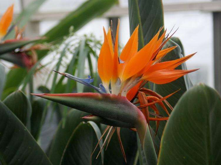 10 Strelitzia reginae Seeds ~ Bird of paradise, Crane Flower - Indigenous