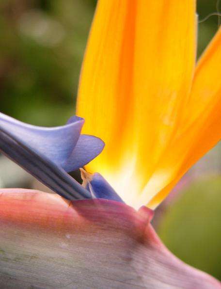 Strelitzia reginae Seeds - Bird of paradise, Crane Flower - Indigenous