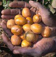Parinari curatellifolia Fruit Tree Seeds ~ Mobola-plum, Cork tree, Hissing tree, Grysappel, Bosappel