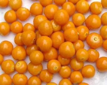 Cape Gooseberry or Physalis peruviana Seeds - Fruit Seeds