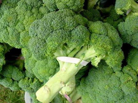 Broccoli Green Sprouting Calabrese Vegetable Seeds ~ Brassica oleracea Seeds