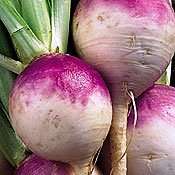 Turnip Early Purple Top Globe Vegetable Seeds ~ Brassica rapa var. rapa Seeds