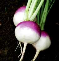 300+ Turnip Early Purple Top Globe Bulk Vegetable Seeds ~ Brassica rapa var. rapa Seeds