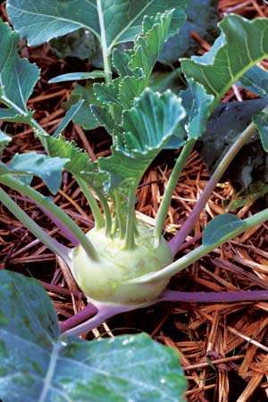 Kohlrabi White Vienna Vegetable Seeds ~ Brassica oleracea Seeds