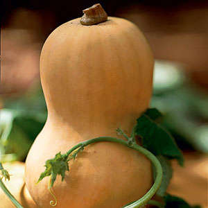 Butternut squash Vegetable Seeds ~ Cucurbita moschata Seeds