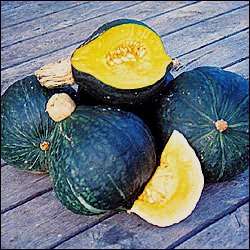 Green Hubbard Squash Vegetable Seeds ~ Cucurbita maxima Seeds