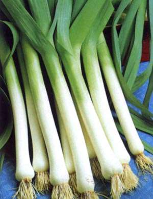 50 Leeks - Carentan Vegetable Seeds ~ Allium ampeloprasum var. porrum Seeds