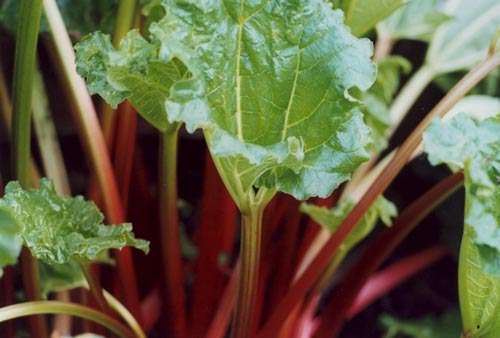 Rhubarb "Victoria" Vegetable Seeds ~ Rheum rhabarbarum Seeds