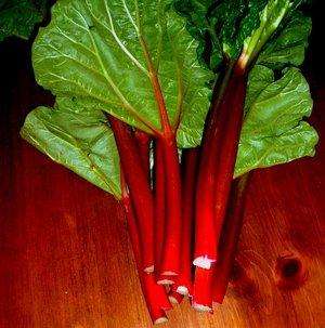 10 Rhubarb "Victoria" Vegetable Seeds ~ Rheum rhabarbarum Seeds
