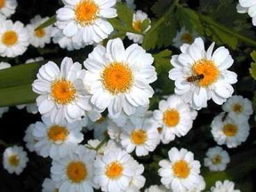 100 Feverfew Seeds ~ Tanacetum parthenium Seeds ~ Medicinal Herbs