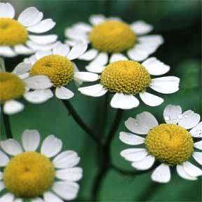 10+ Feverfew Seeds - Tanacetum parthenium Seeds - Citrus Scented Leaves - Medicinal Herbs