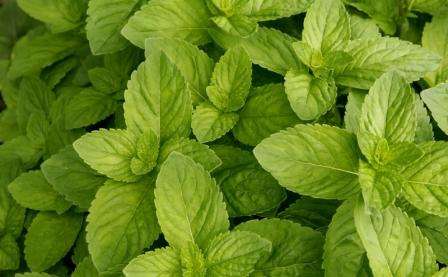 100 Spearmint Seeds ~ Mentha spicata Seeds ~ Medicinal Herbs