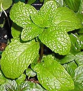 Spearmint Seeds ~ Mentha spicata Seeds ~ Medicinal Herbs