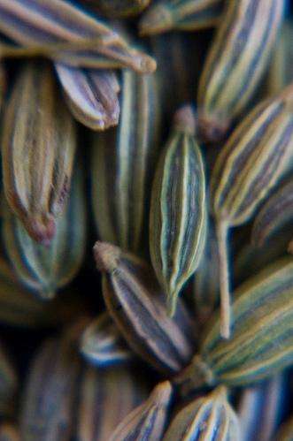 150 Cumin Seeds ~ Cuminum cyminum Seeds ~ Medicinal Herbs