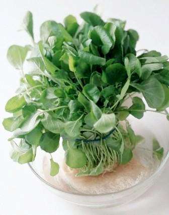 50 Garden Cress Seeds ~ Lepidium sativum Seeds ~ Medicinal Herbs