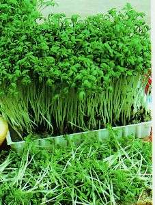 Garden Cress Seeds - Lepidium sativum Seeds - Medicinal and Culinary Herbs