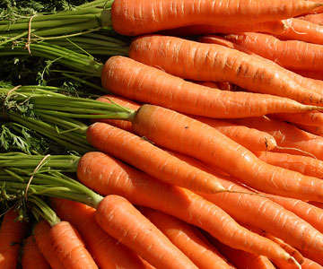 Carrot Vegetable Seeds ~ Daucus carota subsp. sativus Seeds