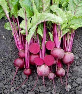 100 Beetroot Vegetable Seeds ~ Beta vulgaris subsp. vulgaris var. vulgaris Seeds