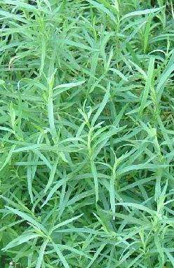 Tarragon or dragon's-wort Seeds ~ Artemisia dracunculus Seeds ~ Herbs
