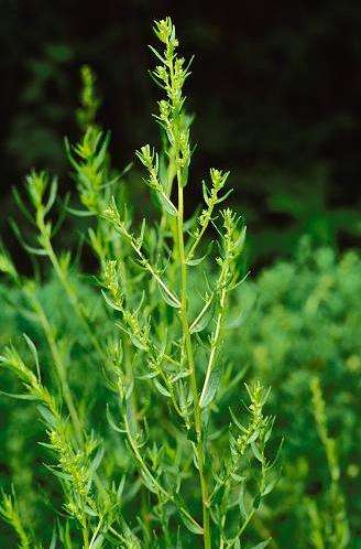 10 Tarragon or dragon's-wort Seeds ~ Artemisia dracunculus Seeds ~ Herbs