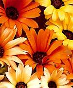 African Daisy Mixed Colours Seeds (Sow Autumn - Winter) Dimorphotheca aurantiaca - Indigenous