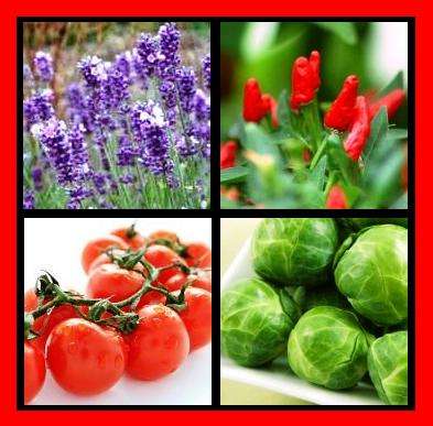 Vegetable & Herb Variety 1400+ Seed Pack-Grow your own! (Pack A)