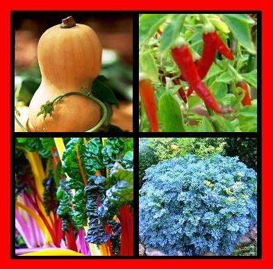 2800+ Vegetable & Herb Variety Seed Pack-Grow your own! A Hobby that the whole family can enjoy.