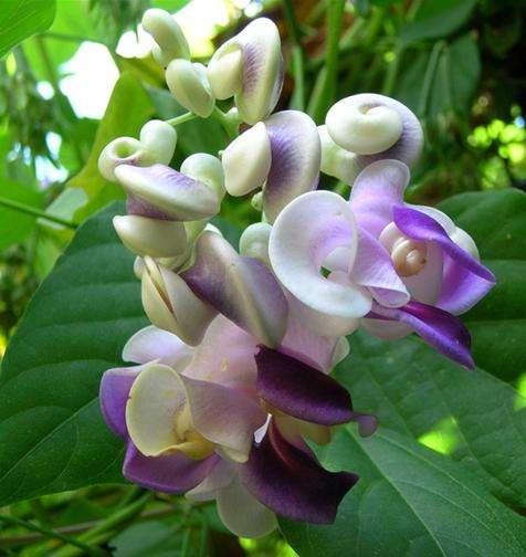 Corkscrew vine or Snail Flower vine ~ Vigna caracalla Seeds + GIFTS - Creeper Climber