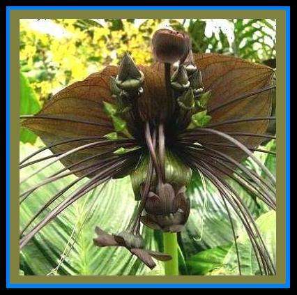 10+ Black Bat Flower Plant Seeds ~ Tacca chantrieri Seeds - Exotic Bulbs Seeds