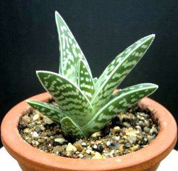 Aloe variegata (Variegated Aloe) Seeds - Indigenous Succulents
