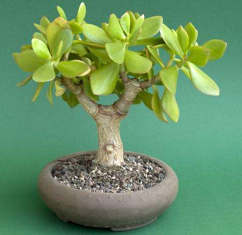 JADE TREE - Crassula ovata Bonsai Seeds - Indigenous Succulents