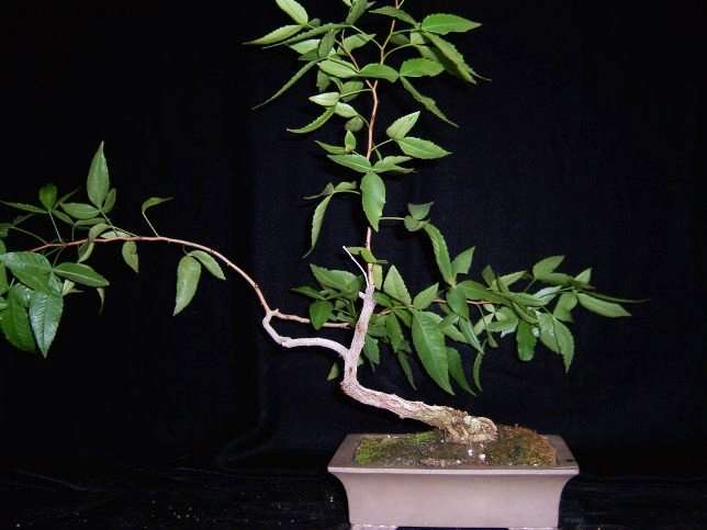 10 Searsia leptodictya, Mountain Karee Bonsai Tree Seeds