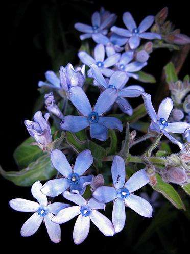 Blue Star or Blue Flowered Milkweed Vine Seeds ~ Tweedia caerulea Seeds - Exotic Vine Seeds