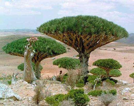 Dragon's Blood Tree Seeds - Dracaena draco
