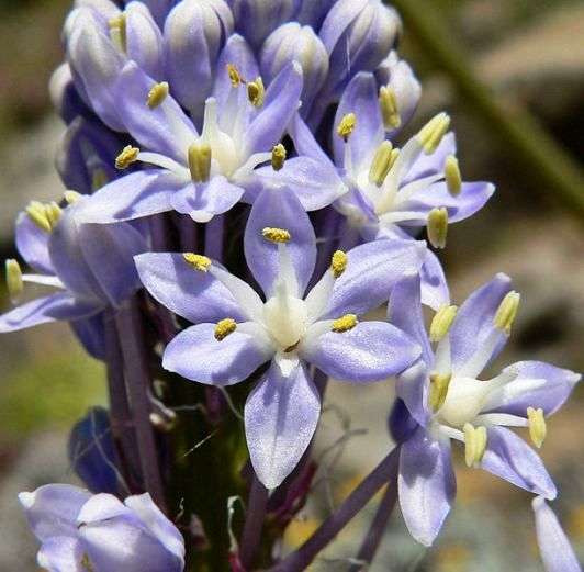20 Scilla natalensis Seeds - Sow Spring or Summer - Indigenous Bulbs Seeds