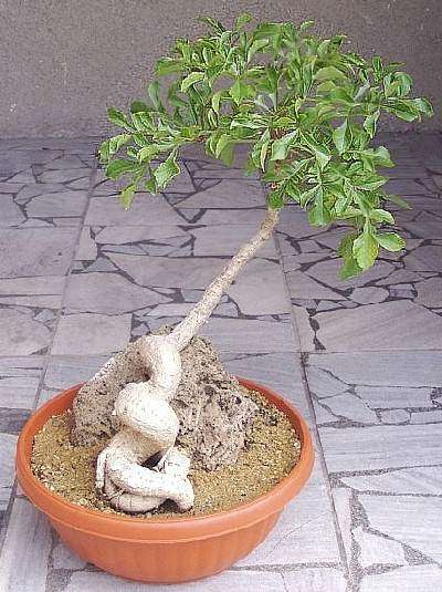 Cussonia paniculata Seeds ~ Mountain Cabbage Bonsai Tree Seeds