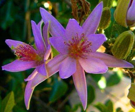 10 Grewia occidentalis, Lavendar Starflower-Berry Tree Seeds - Indigenous Hedge