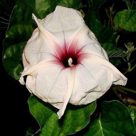 Ipomoea albivenia Seeds - Wild Cotton - Night-flowering Indigenous Caudiciform Climber Seeds