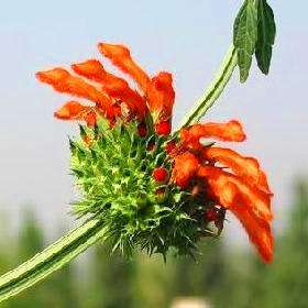 10 Leonotis dysophylla, Wild Dagga Seeds - Indigenous