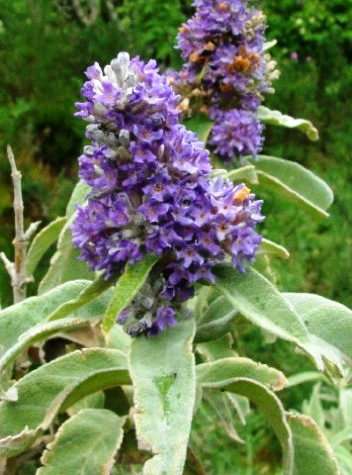 10 Buddleja salviifolia Seeds ~ Sagewood - Indigenous Shrub